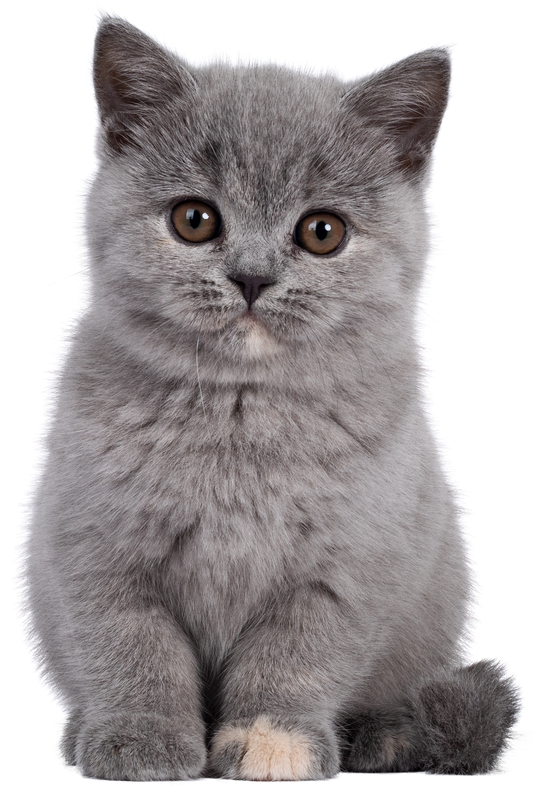 Cute British Shorthair Kitten        