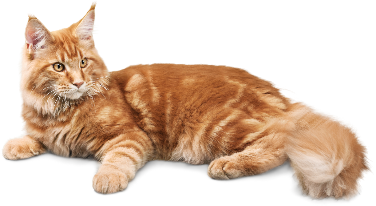 Ginger Cat Lying down