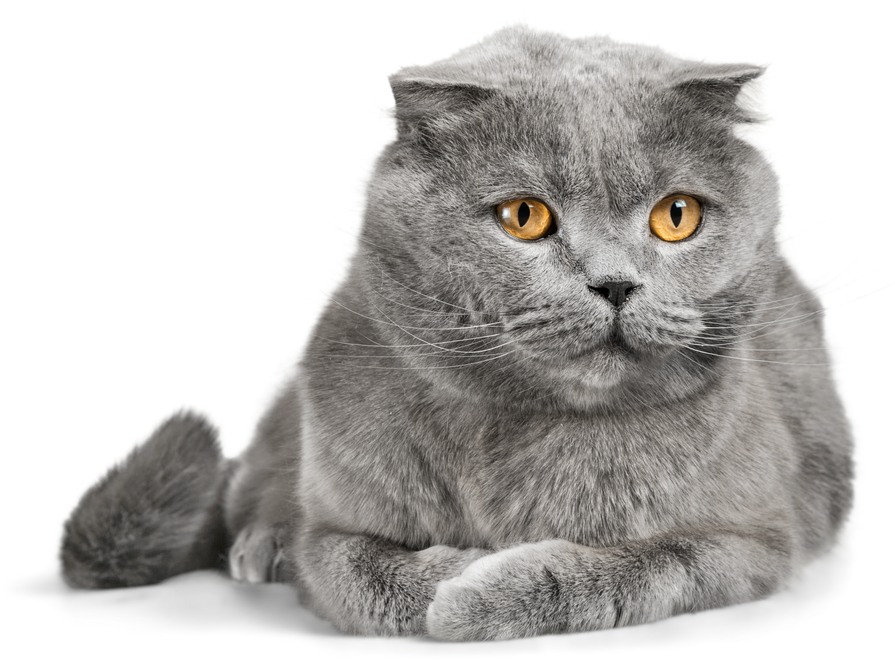 Grey Scottish Fold