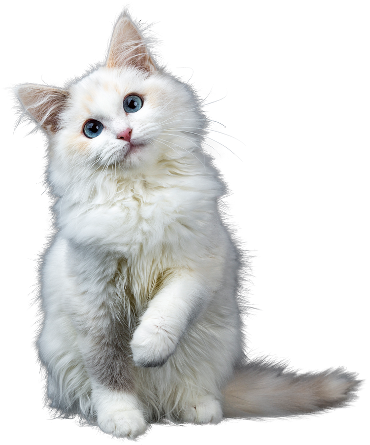 White Fluffy Cat Cutout 